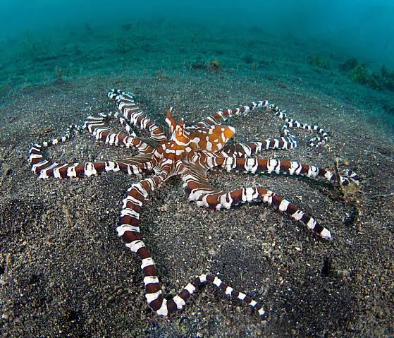 百变小章鱼细胳膊画纹身