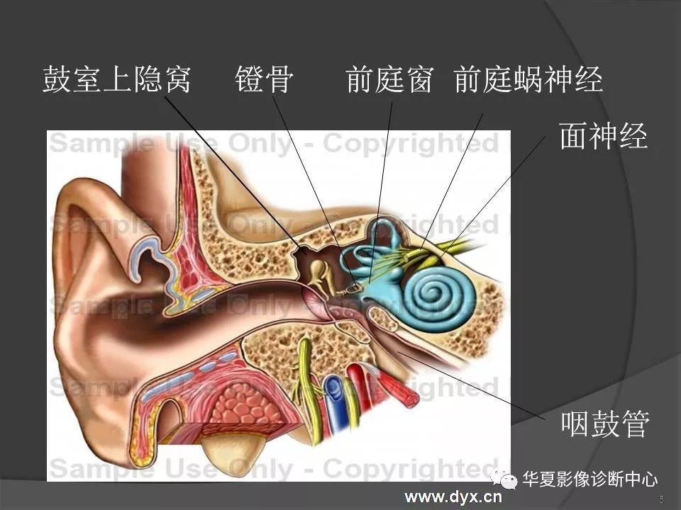 颞骨解剖及ct三维重建