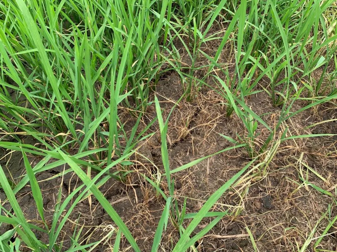 充分验证了对抗性千金子,宁夏东北地区多抗性稗草,稻稗的优异防效,并