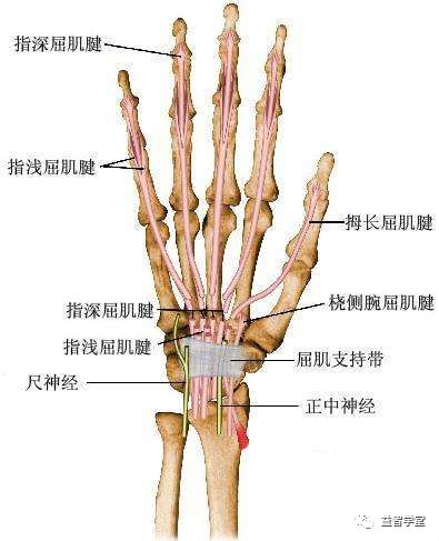 恰当运用桡侧腕屈肌,尺侧腕屈肌,指伸肌和指浅屈肌等四块肌肉;这件事