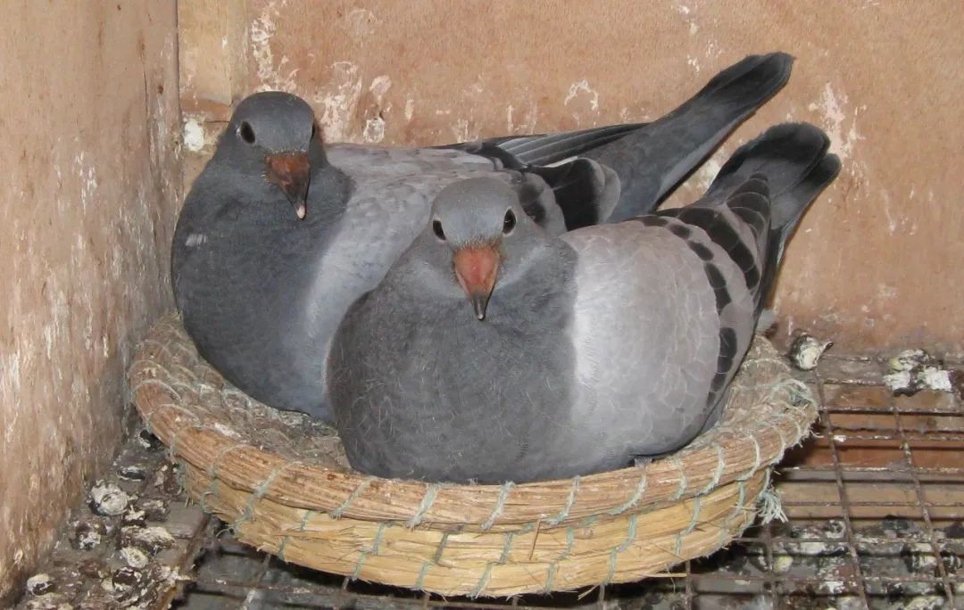 鸽经这些天是雏鸽站房认家最佳时间