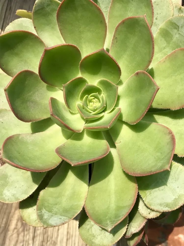 静赏多肉之时我们的祖国澎湃着壮烈与激情同行