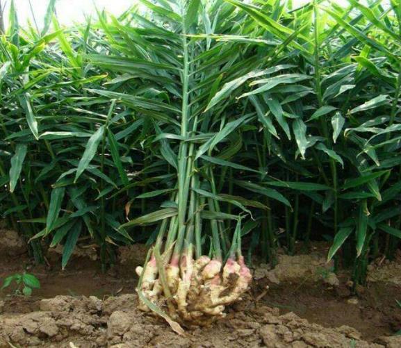 生姜当盆栽,3个月变成10盆,摘一茬吃一茬,不花一分钱,太值了_种植