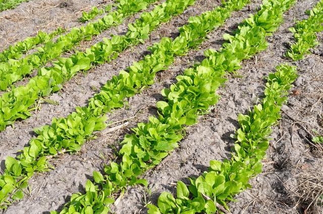 【谈谈蔬菜病虫害】菠菜出苗后频繁出现死苗烂根,抓好苗期管理是防治