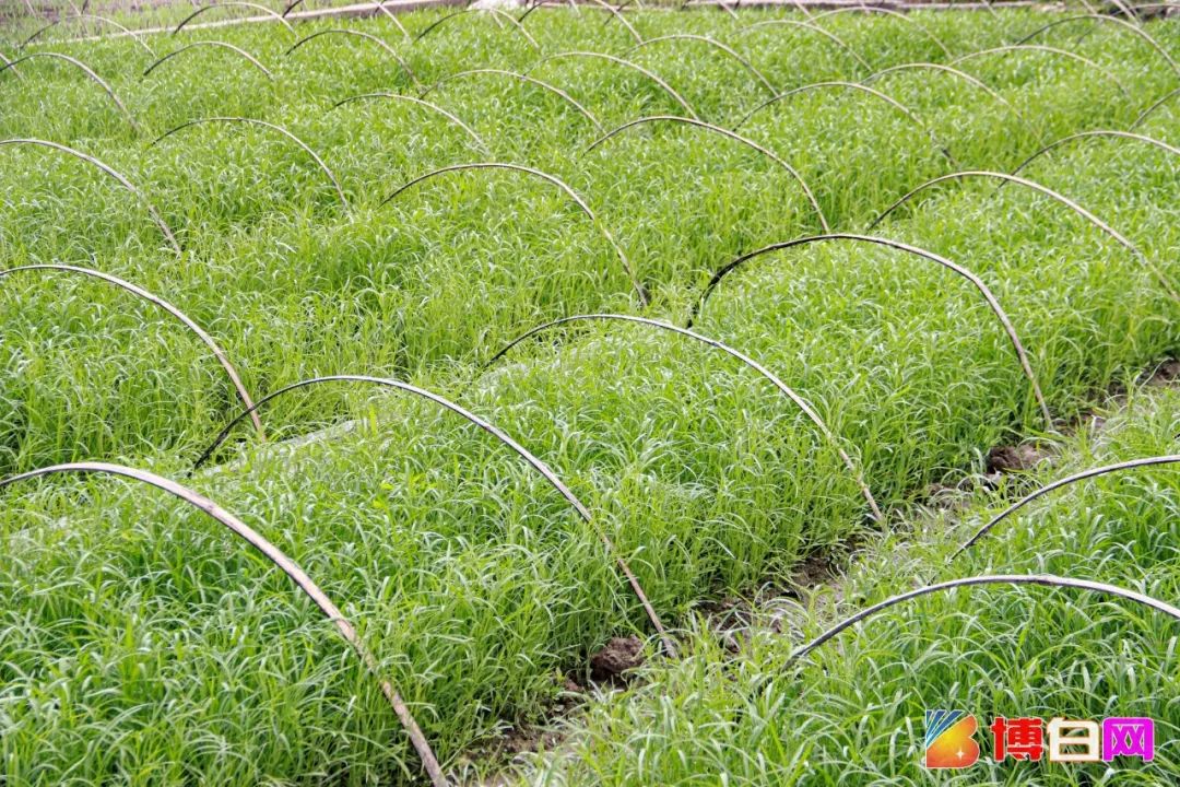 博白空心菜"抢"鲜上市, 刚洗好就被外地老板"抢"光了!