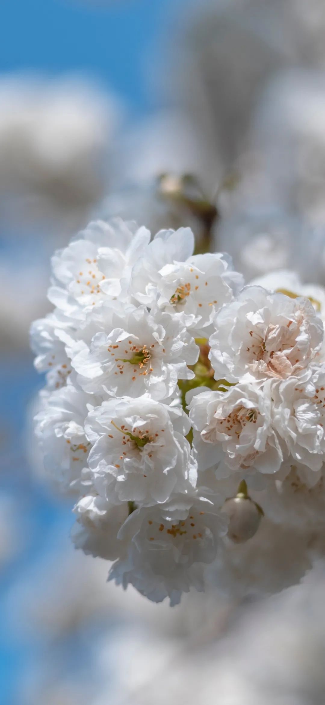 全面屏壁纸高清 | 春天绿色唯美小清新壁纸