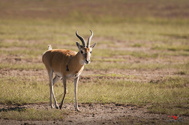 这些没见过的罕见动物,最后一种是世界珍稀动物!