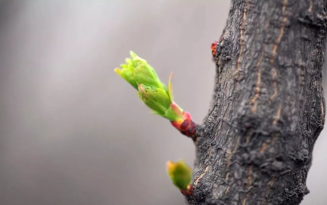 安康二月二龙抬头春回大地万物复苏