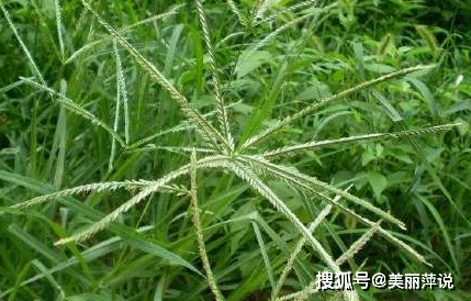 牛筋草有什麼作用牛筋草泡水喝什麼好處