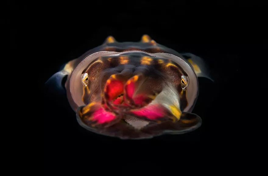 100张2019海洋摄影大赛参赛作品这些海洋生物每一个都是上帝的杰作