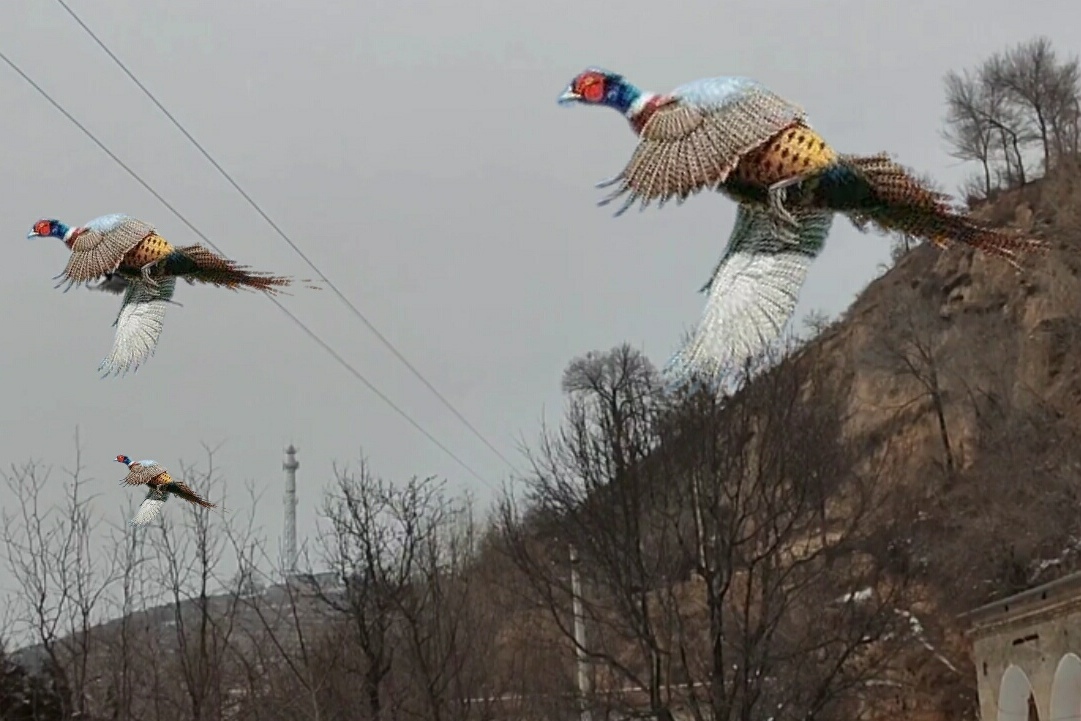 给大家看看我们这里的生态环境多好野鸡满山遍野到处跑