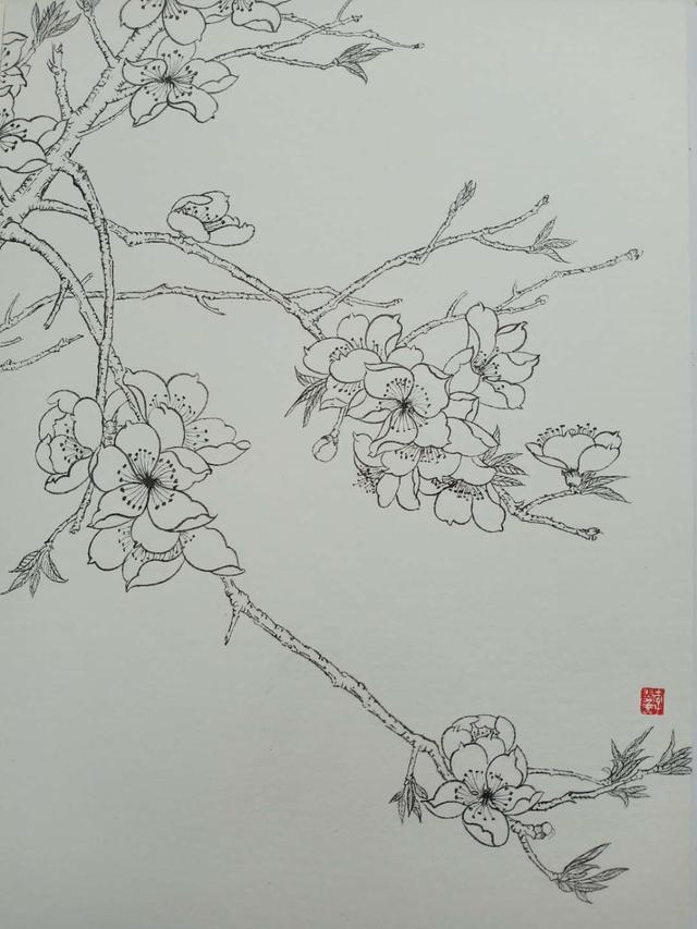 杏花画 彩铅图片