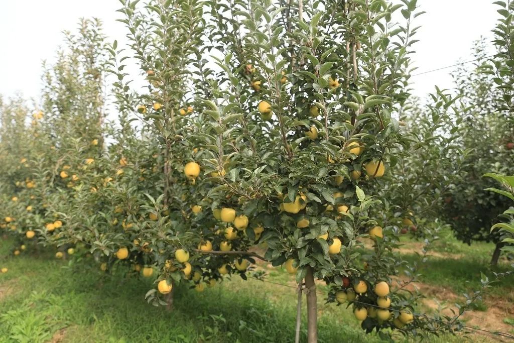 甜脆香威海这里30万斤维纳斯黄金苹果销售受阻