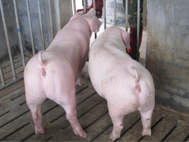 猪的繁殖过程图片