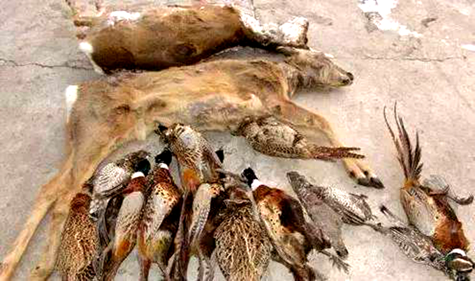 提醒茂名严打非法猎捕杀害野生动物等违法犯罪行为