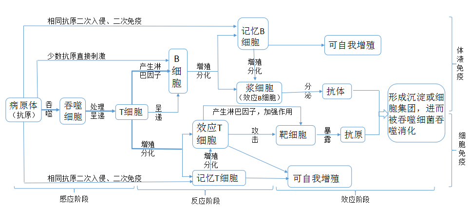 对于免疫系统的功能这个模块,主要包括防卫,监控,清除功能,可以监控并