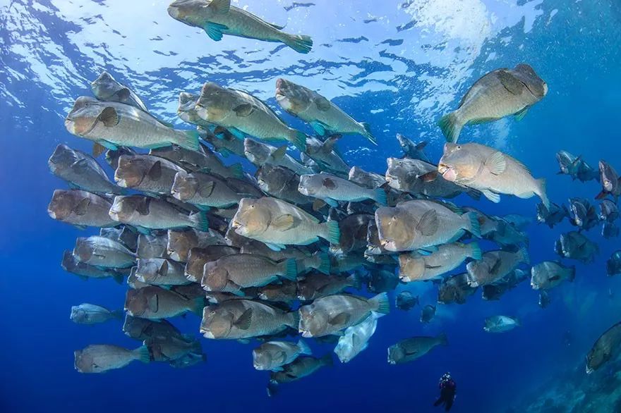 100张2019海洋摄影大赛参赛作品这些海洋生物每一个都是上帝的杰作