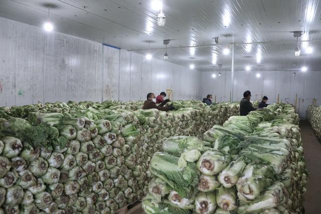 在下伍旗镇旗云冷库,员工们正在整理冷库内储存的白菜,疫情发生后