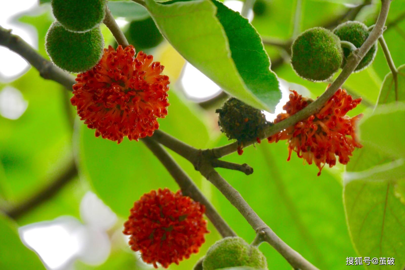 山海经中那吃了能常年不饿还能行走如飞的东西到底是什么宝贝