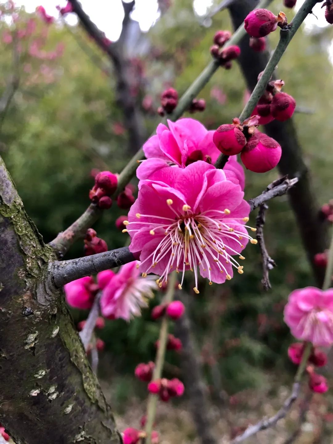 三山摄影一花一世界梅花