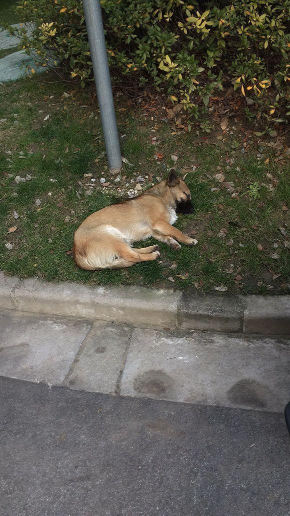 看到流浪狗趴草坪上睡觉,女孩满满的心疼,下决定要给狗狗个家_归宿