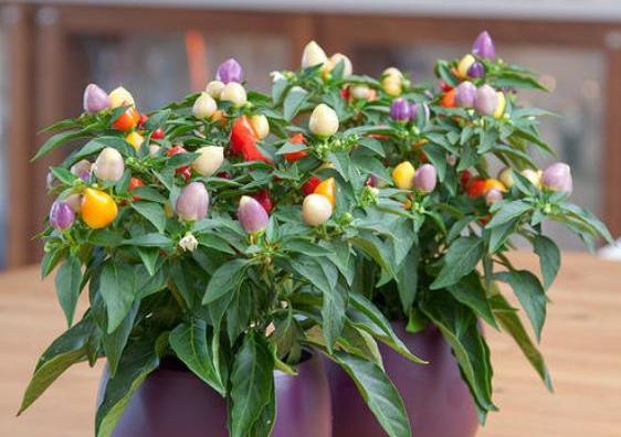 阳台种棵五彩椒3分钟就学会彩色辣椒压弯枝比花还好看