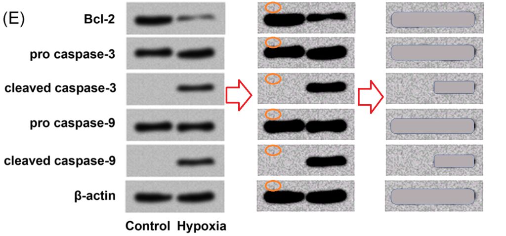 elisabeth bik 注意到这条线索,并跟进研究,发现在 400 多篇论文中