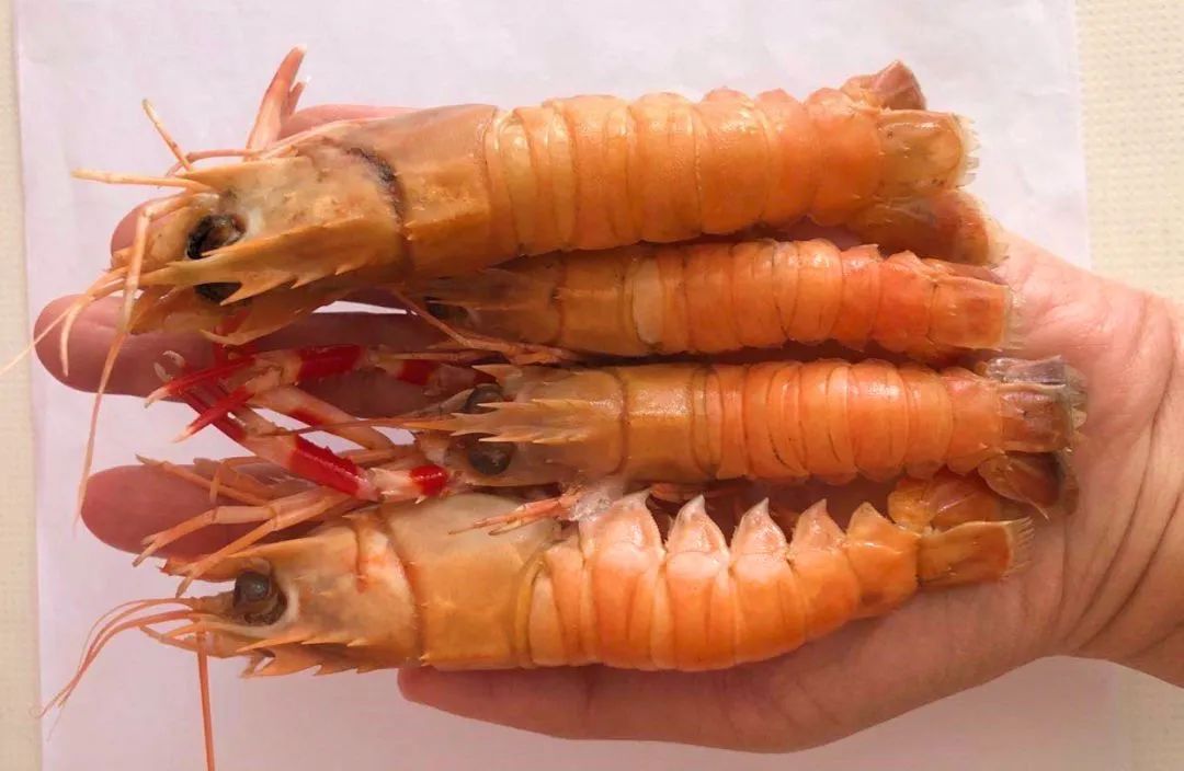 99元抢原价168元海螯虾足足五斤重顺丰包邮
