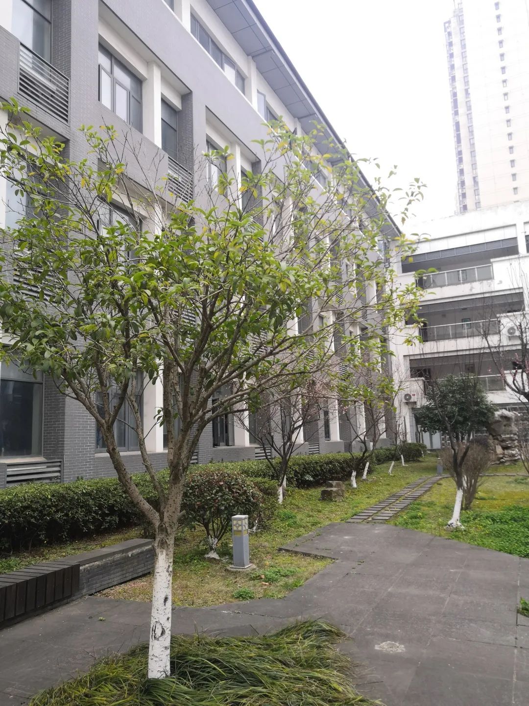 湘城中心幼儿园阳澄湖中心幼儿园幼儿园这描绘的不正是今日相城的校园