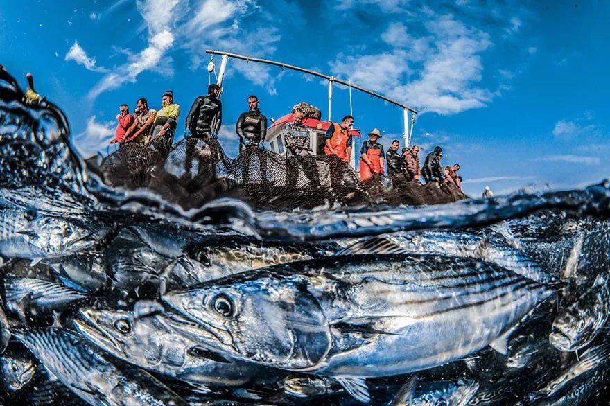 100张2019海洋摄影大赛参赛作品这些海洋生物每一个都是上帝的杰作