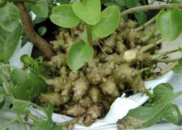 1种特别的植物生长在瓦房上人称藤三七枝条窜到5米长