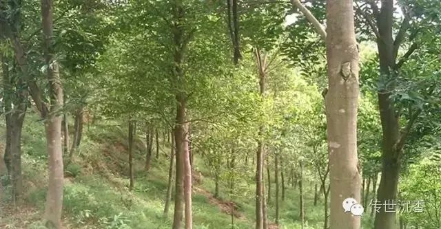 全世界能结出沉香的三大树种(莞香树,蜜香树,鹰木香树)-搜狐大视野-搜狐新闻