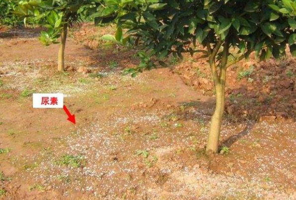 缩二脲含量超过2%,就会对种子和幼苗产生毒害.