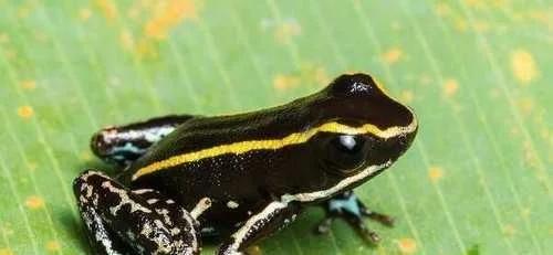 最可怕的是,毒素几乎扩散到青蛙的身体上,你最好连碰都不要碰它们.