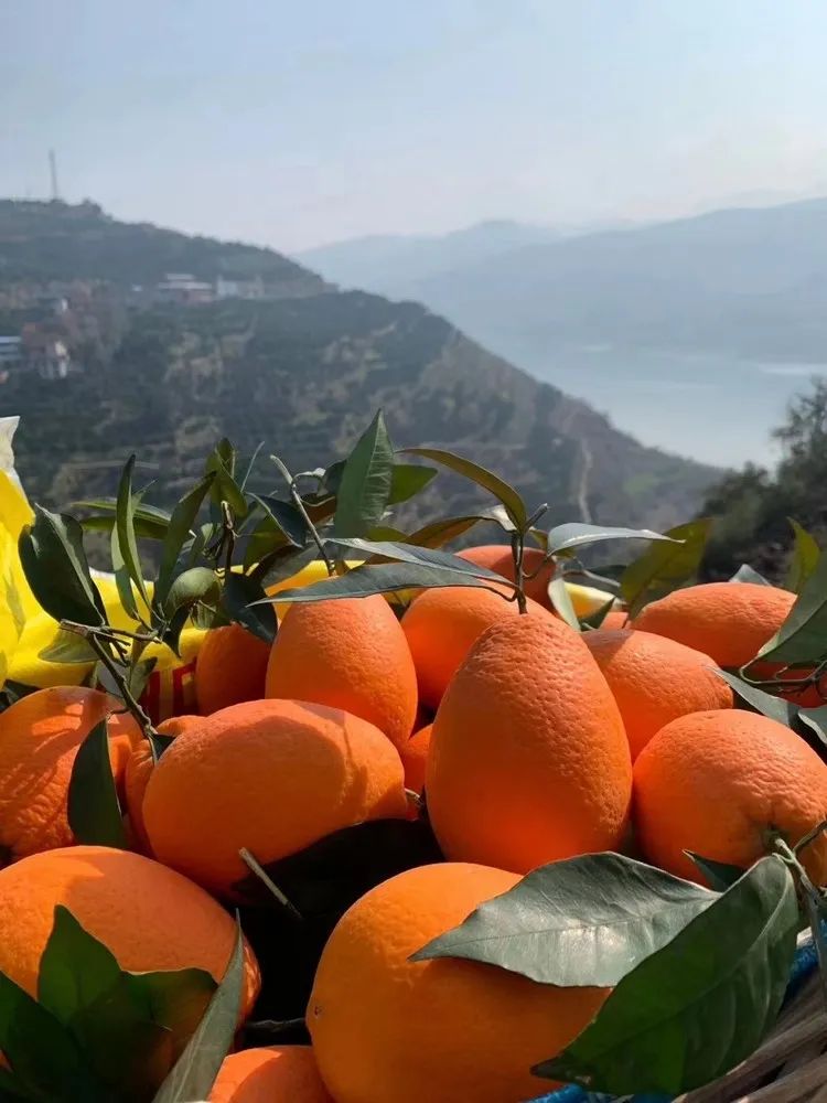 499元抢10斤奉节脐橙包邮产地直采甜过初恋全橙疯抢