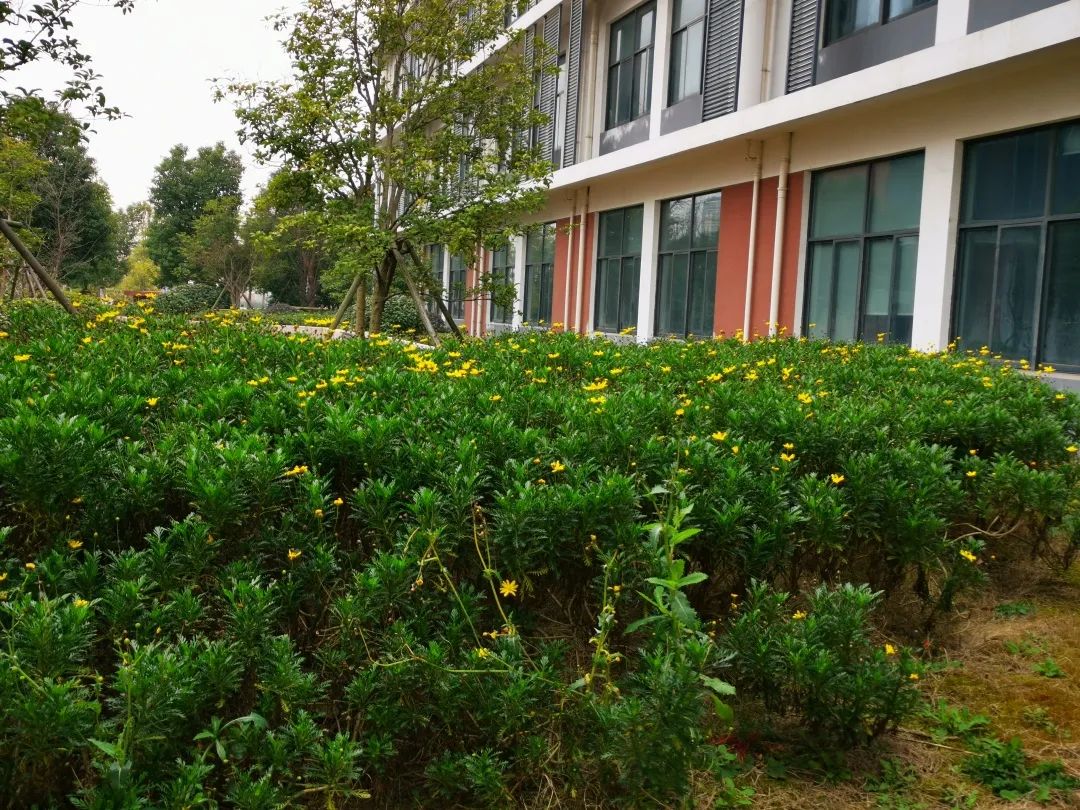 实验学校渭塘中学望亭中学相城实验中学阳澄湖中学黄桥中学春暖花开