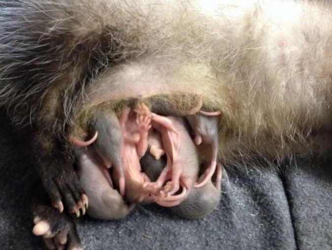 负鼠身受重伤跑到救援组织求助义工发现袋子藏秘密