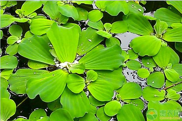农村这种水白菜以前泛滥成灾现在价值较高还可作药用