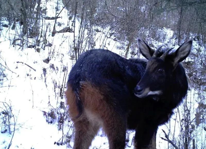 保护联盟》(iucn)濒危物种红色名录(2017)——易危物种(vu)也叫明鬃羊