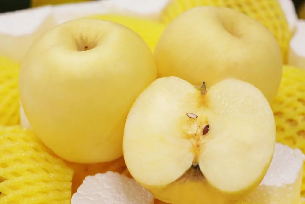 甜脆香威海这里30万斤维纳斯黄金苹果销售受阻