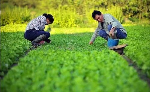 种地顺口溜_棉花