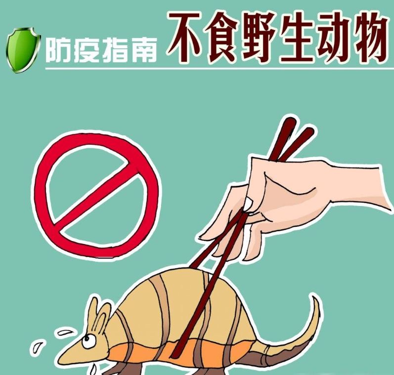 没有买卖就没有伤害,这次疫情野生动物给我们上了一课