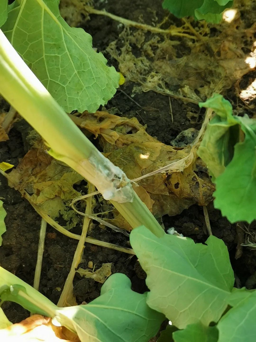 三聯三送三落實提醒油菜病蟲害抓緊防