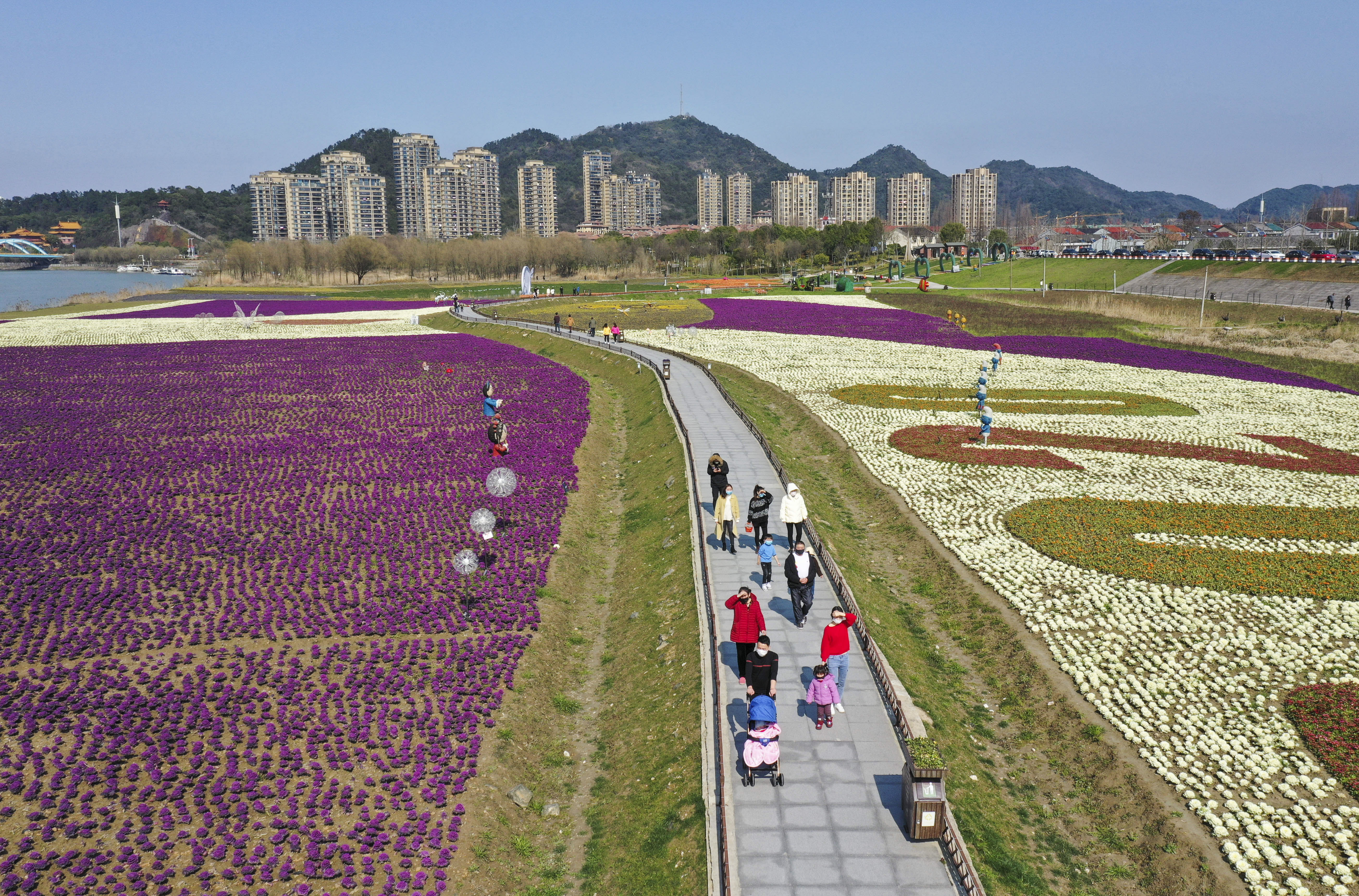 上虞海上花田图片