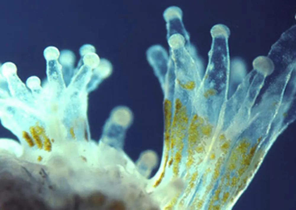 珊瑚死亡,直接原因就是虫黄藻因为环境问题而离开了珊瑚,而导致珊瑚