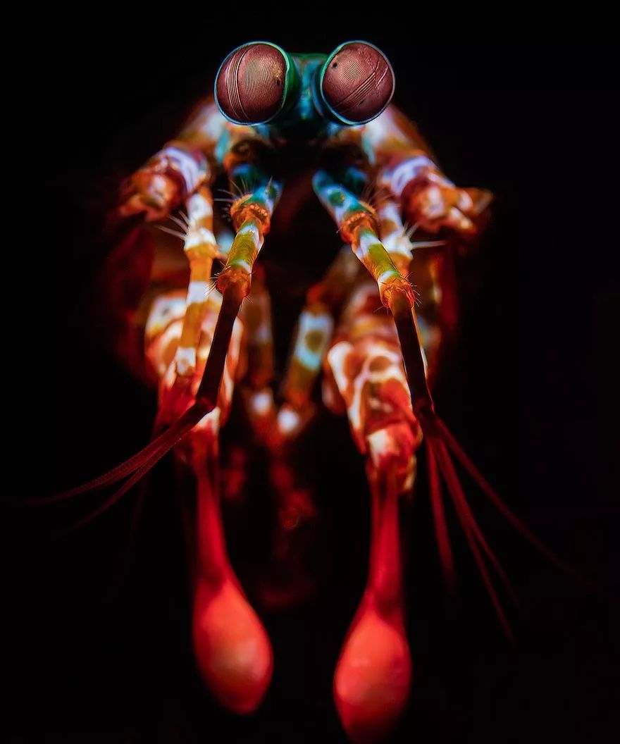 100张2019海洋摄影大赛参赛作品这些海洋生物每一个都是上帝的杰作