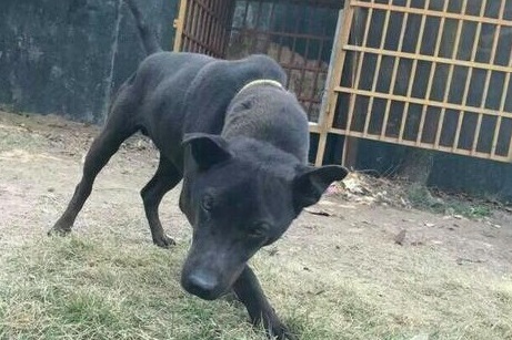 原创 原始猎犬之王——湖北箭毛猎犬