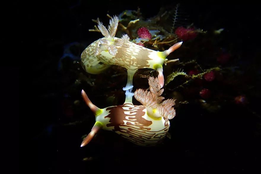 100张2019海洋摄影大赛参赛作品这些海洋生物每一个都是上帝的杰作