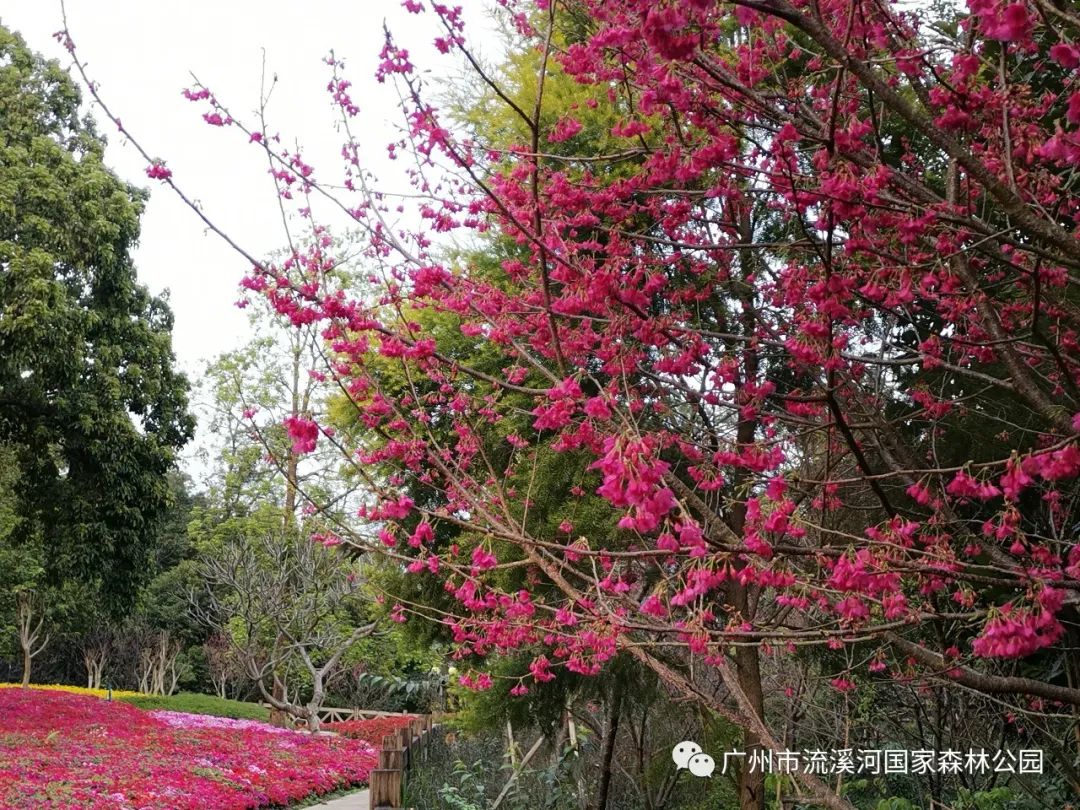 从化森林公园梅花节图片