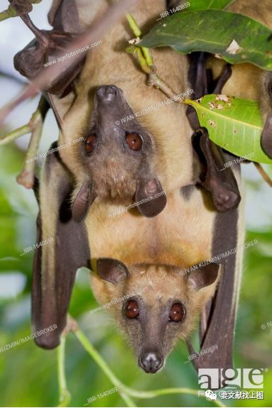 聚光灯下的蝙蝠:万毒王or背锅侠?